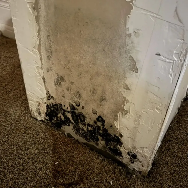 Professional Mold Removal in Crofton, MD
